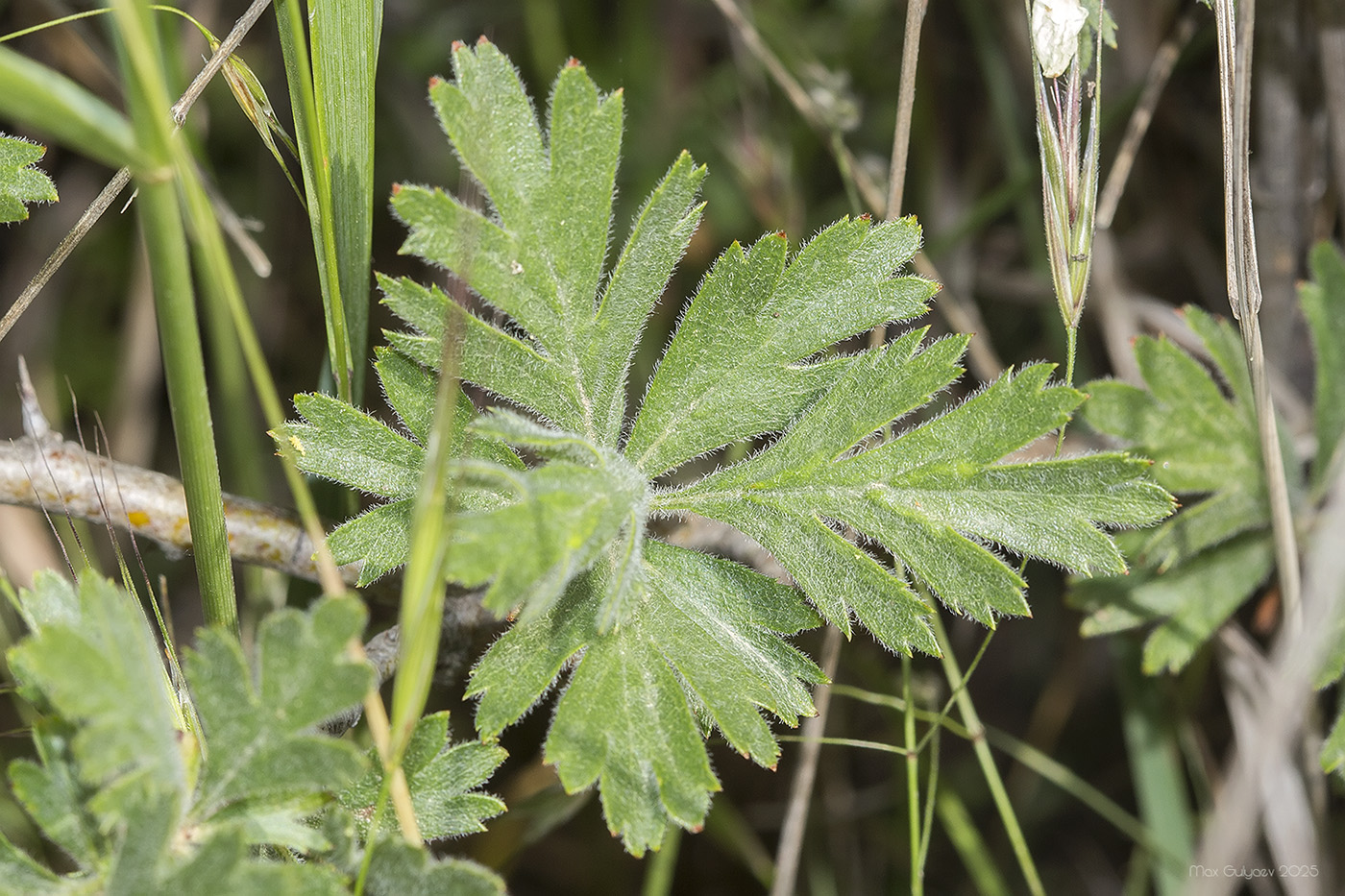 Image of Crataegus orientalis specimen.