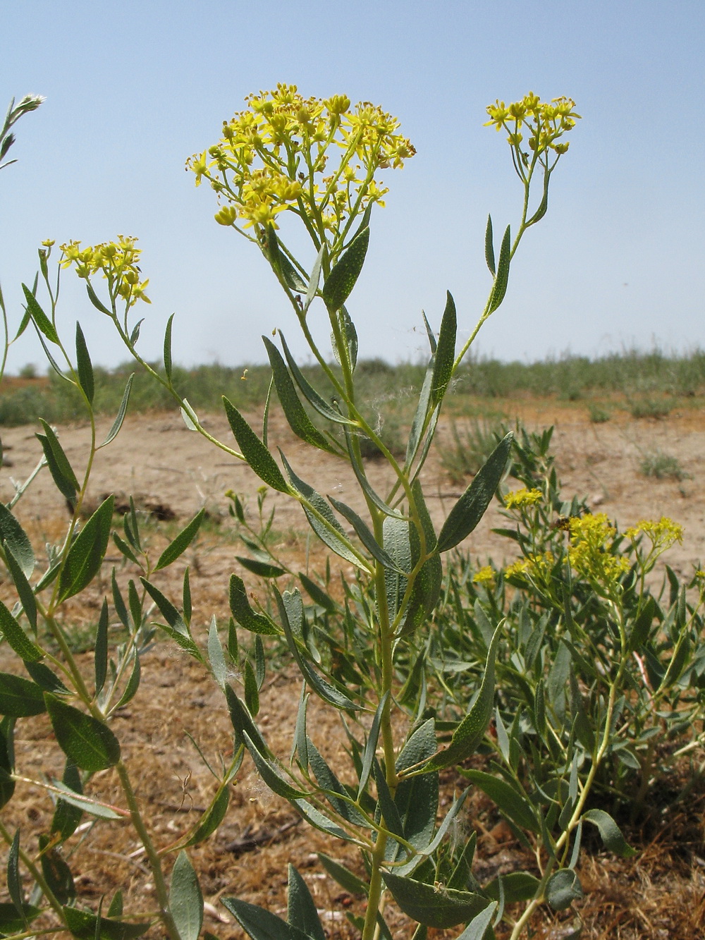 Image of Haplophyllum perforatum specimen.