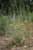 Pallenis spinosa