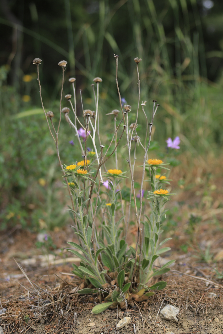 Image of Pallenis spinosa specimen.