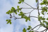 род Salix