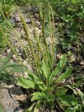 Plantago depressa. Плодоносящее растение. Хабаровский край, г. Комсомольск-на-Амуре, обочина грунтовой дороги. 26.06.2025.