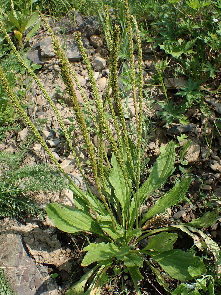 Image of Plantago depressa specimen.
