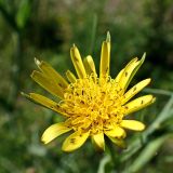 Tragopogon orientalis. Соцветие с насекомыми. Хабаровский край, г. Комсомольск-на-Амуре, обочина грунтовой дороги. 27.06.2025.