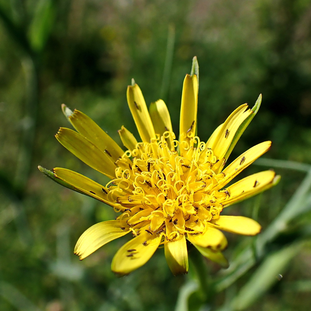 Изображение особи Tragopogon orientalis.