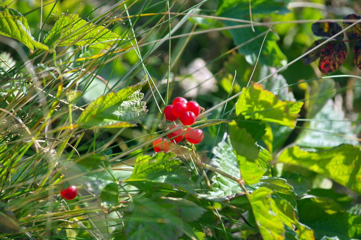 Image of Rubus saxatilis specimen.