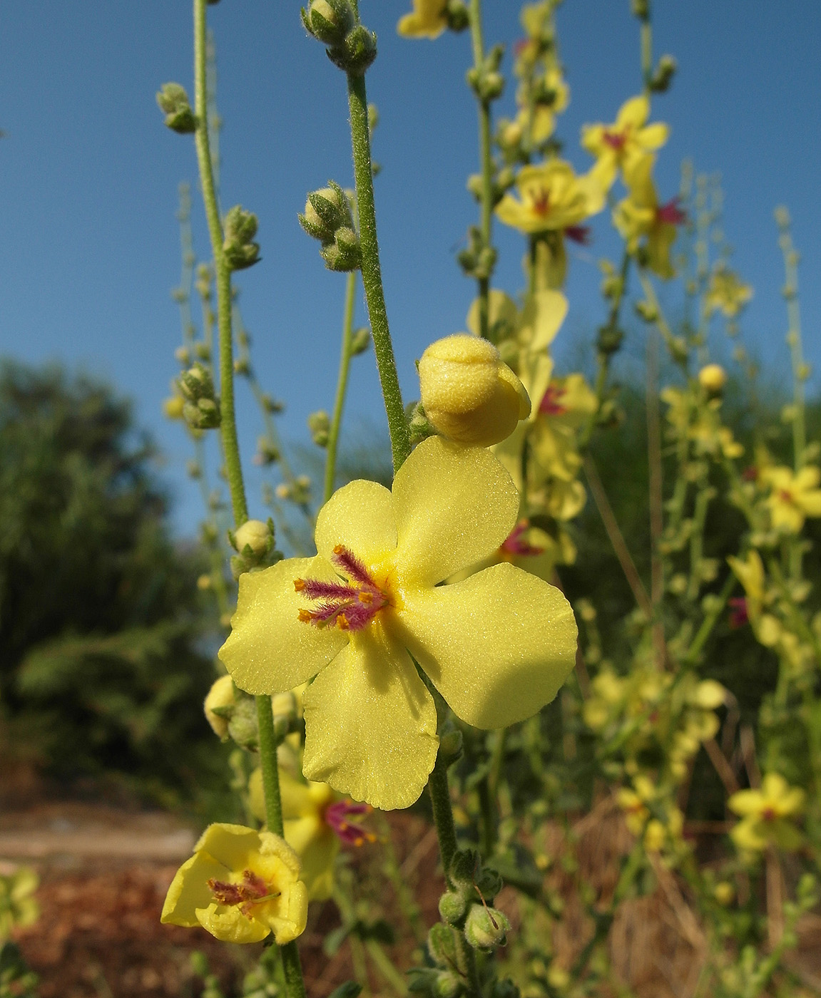 Изображение особи род Verbascum.