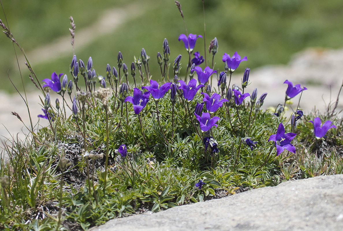 Изображение особи Campanula saxifraga.