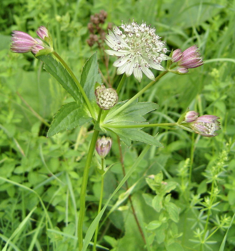 Image of Astrantia major specimen.