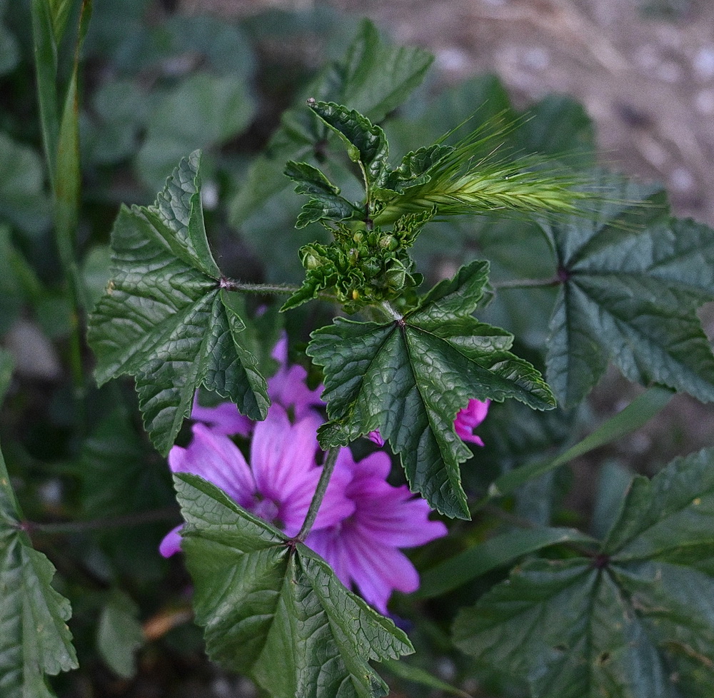 Изображение особи Malva sylvestris.