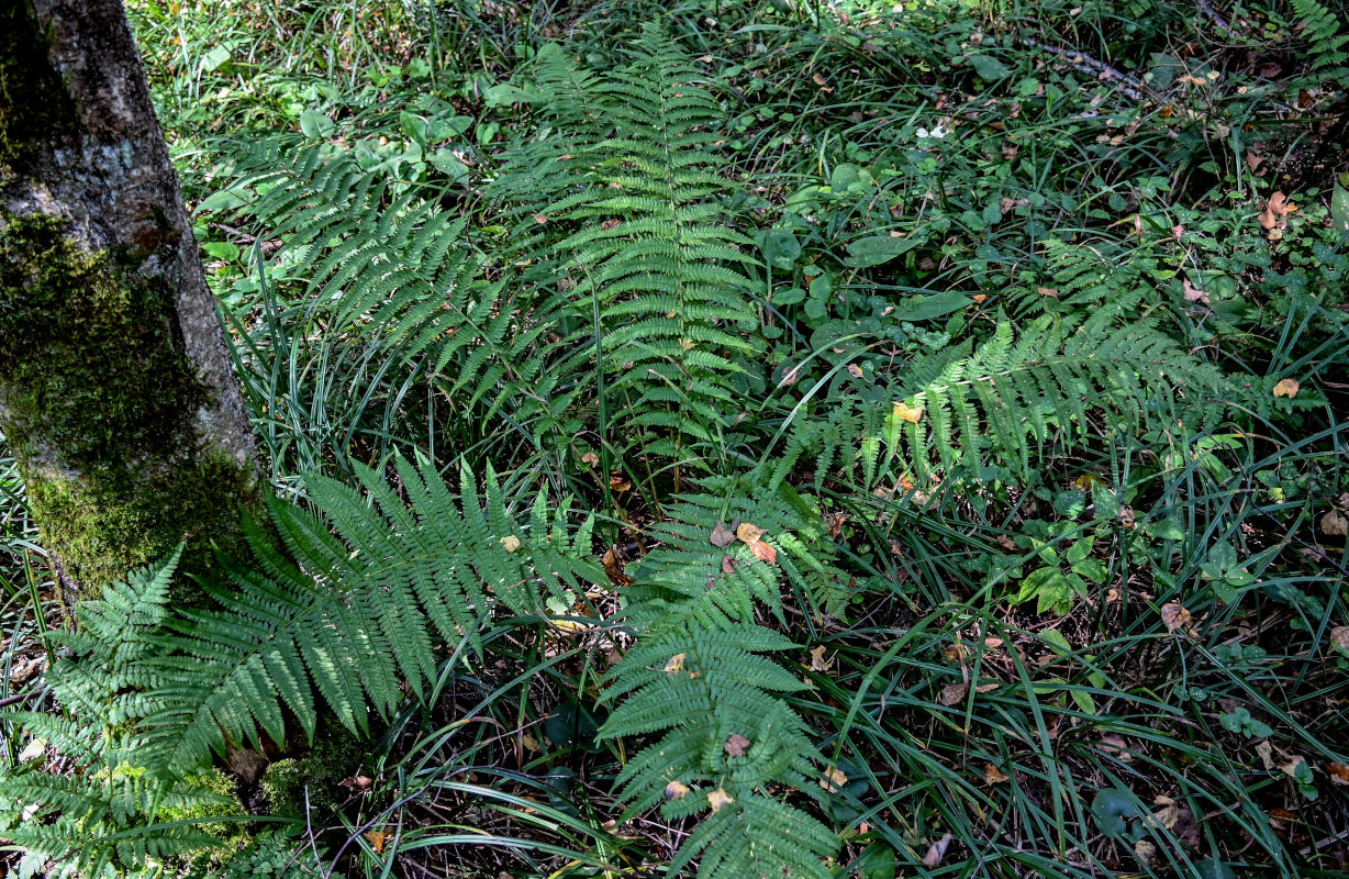 Изображение особи Dryopteris filix-mas.