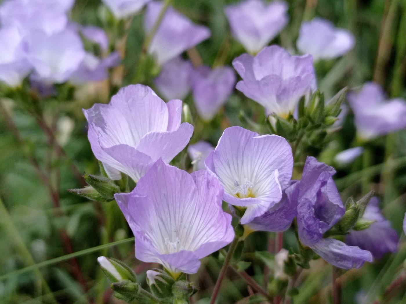 Изображение особи Linum lanuginosum.