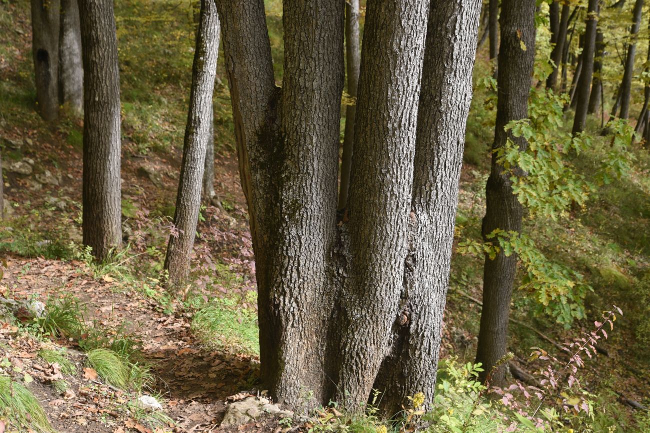 Изображение особи Quercus petraea.