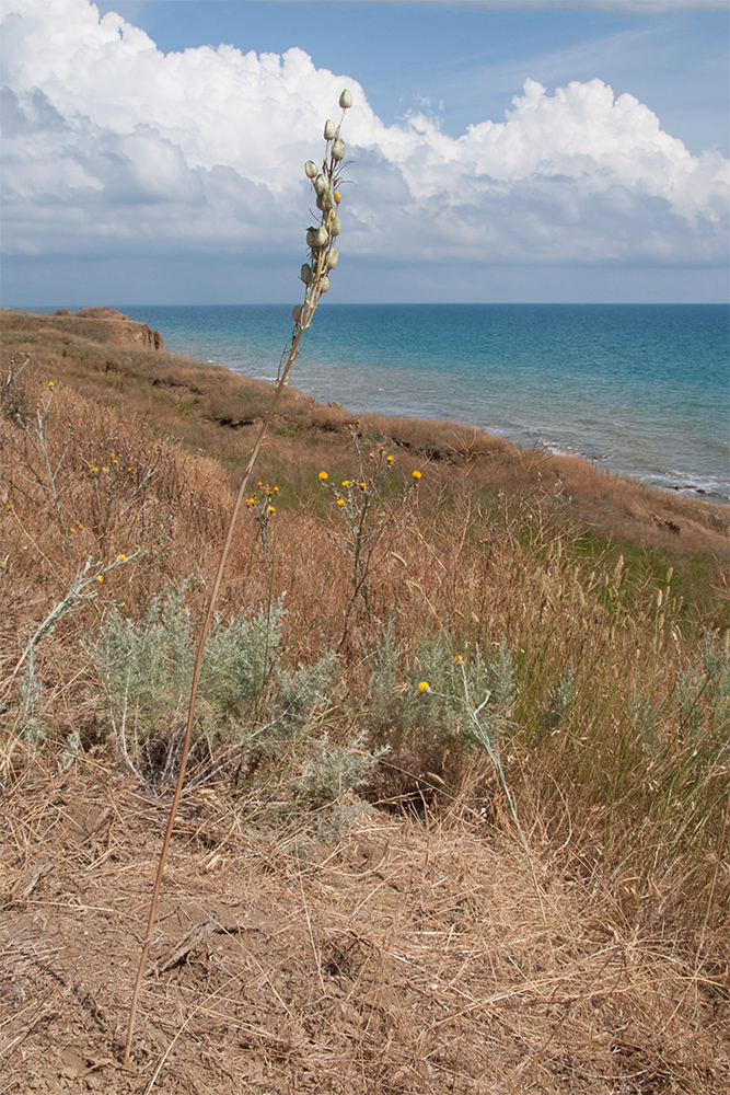 Изображение особи Ornithogalum ponticum.
