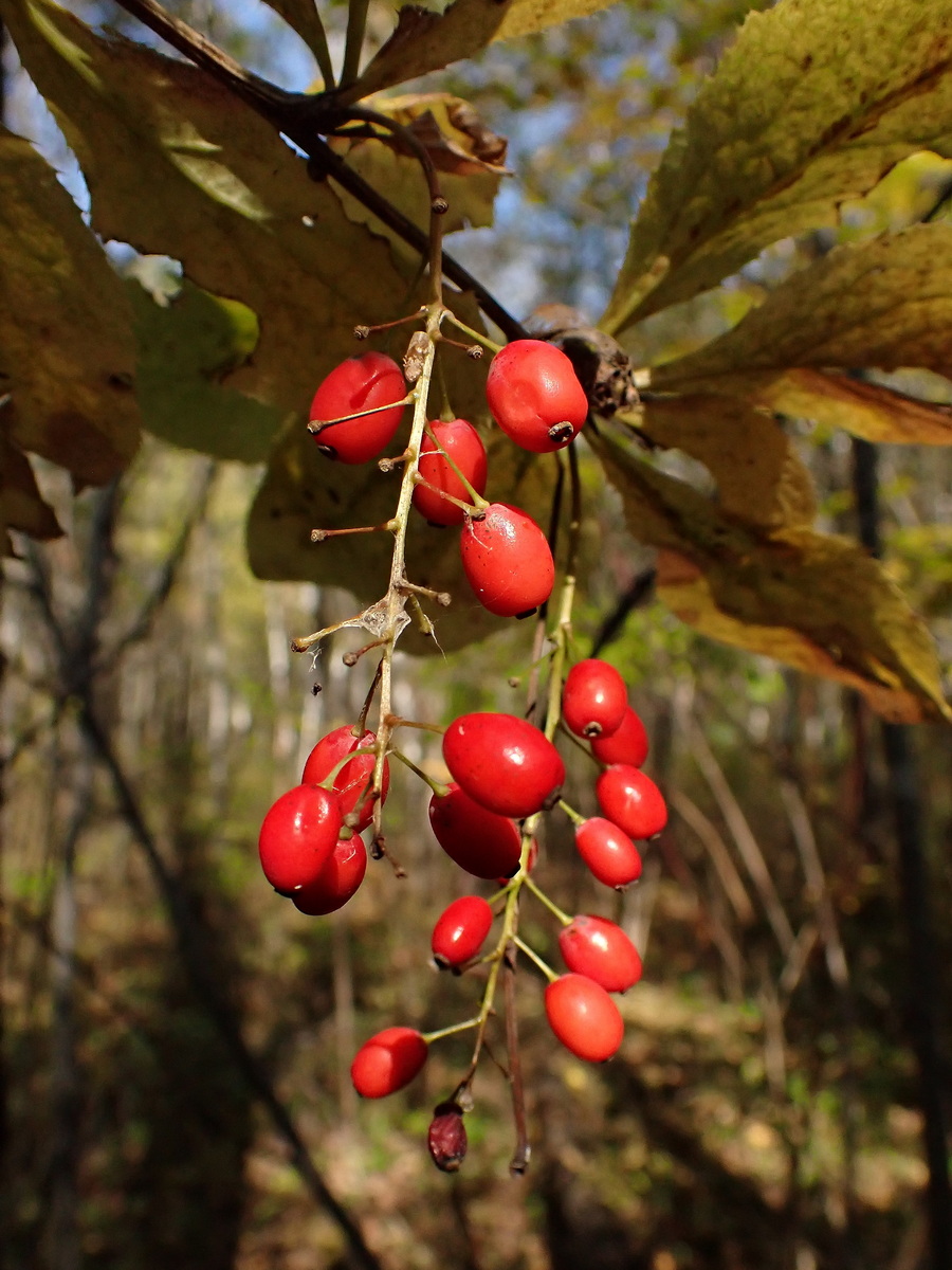 Изображение особи Berberis amurensis.