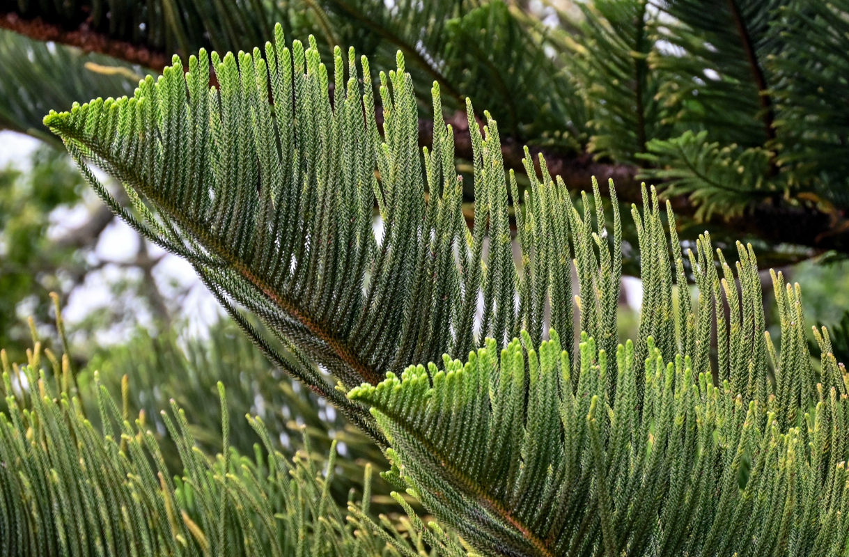 Image of Araucaria heterophylla specimen.
