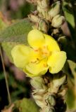 Verbascum thapsus. Цветок и незрелые плоды. Белгородская обл., Ракитянский р-н, Венгеровское сельское поселение, хут. Донцов; дол. р. Пена, луг за прудом. 6 августа 2022 г.