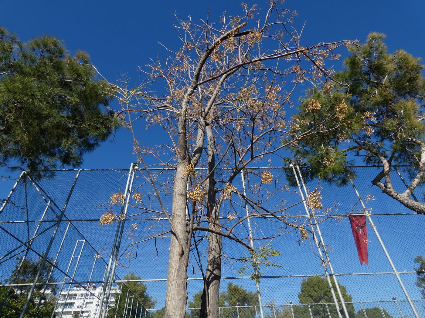 Изображение особи Melia azedarach.