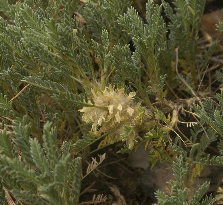 Image of Astragalus aureus specimen.