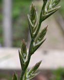 genus Lolium. Соцветия-колоски. Тульская обл., Заокский р-н, Бутиково, дачный участок, искусственно засеянный газон. 28.06.2025.