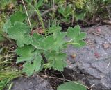 род Geranium. Вегетирующее растение. Кабардино-Балкария, Эльбрусский р-н, южный склон Эльбруса, отрог между р. Терскол и р. Гарабаши, тропа работников обсерватории, выс. ок. 2630 м н.у.м., среди камней. 24 июня 2018 г.