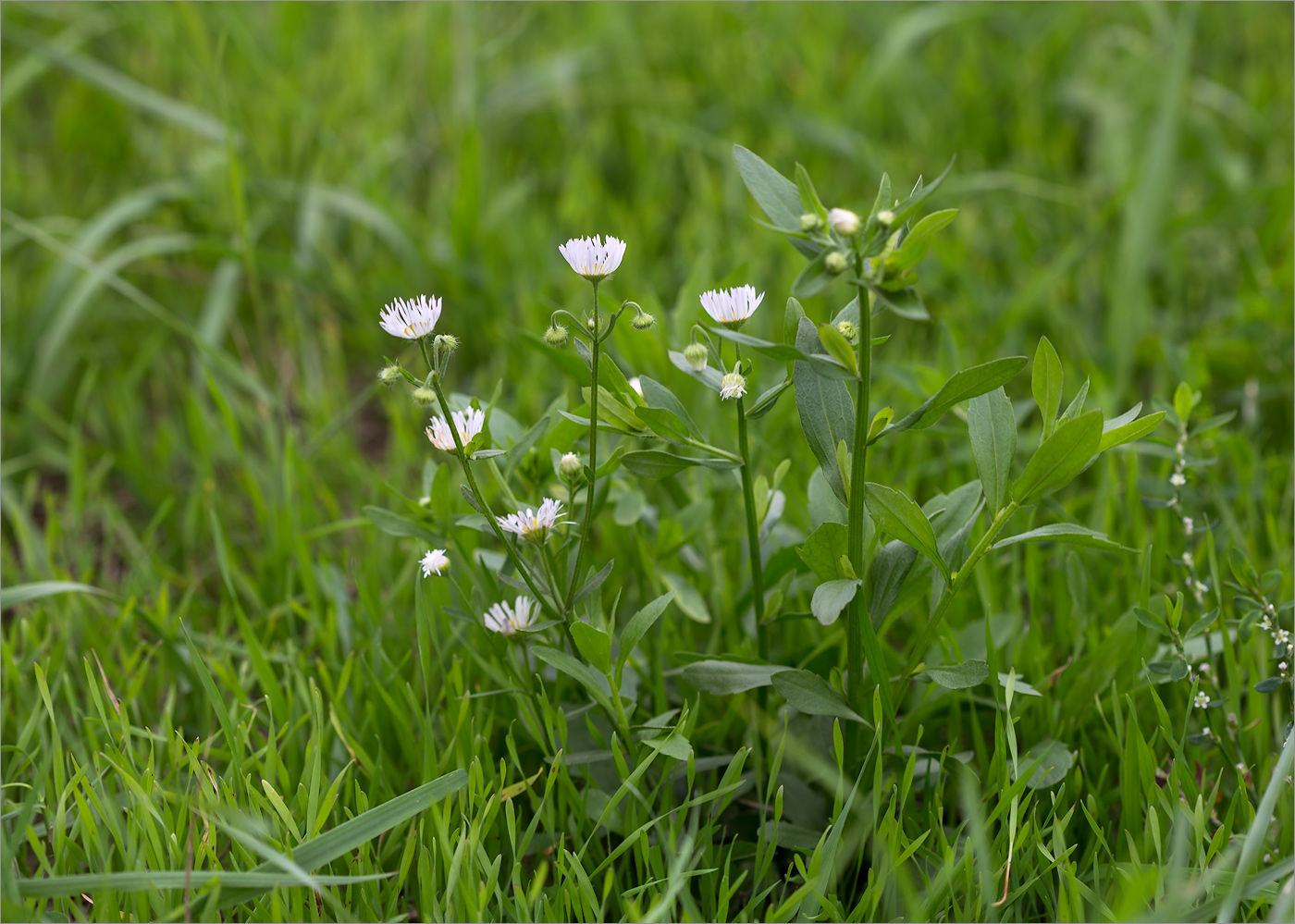 Изображение особи Erigeron annuus.