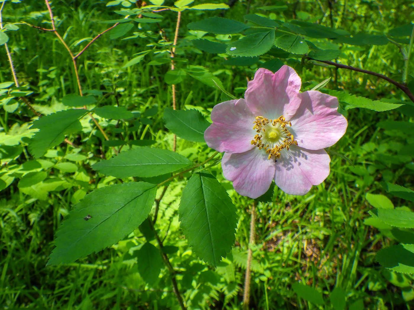 Изображение особи Rosa acicularis.