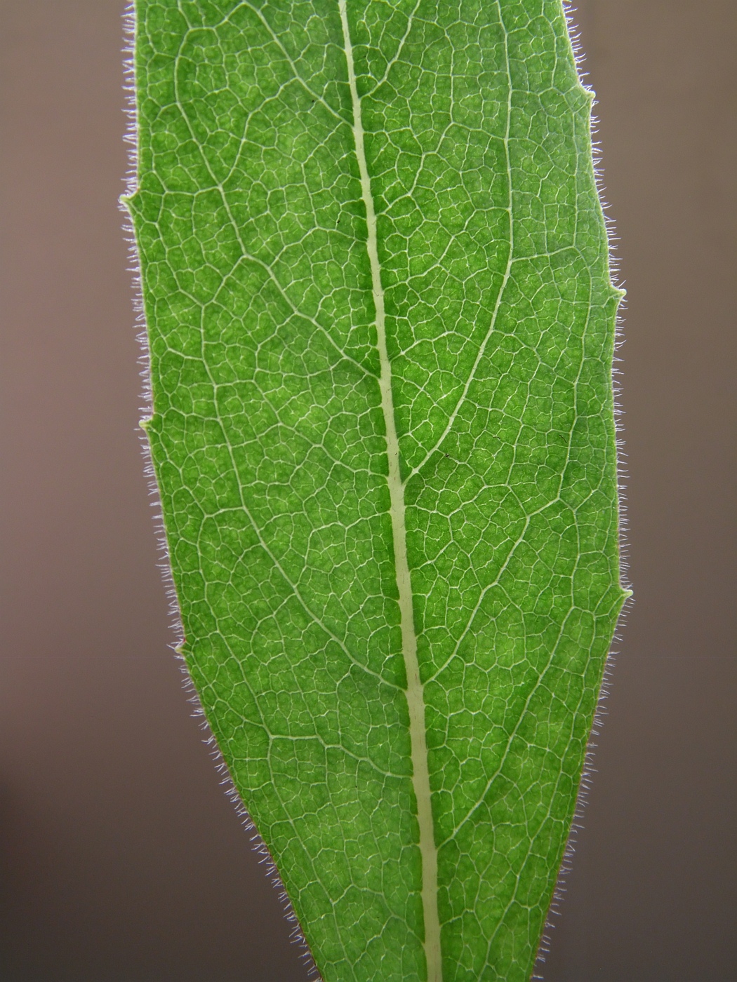 Image of Silphium terebinthinaceum specimen.