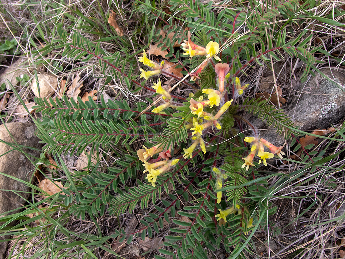 Image of Astragalus utriger specimen.