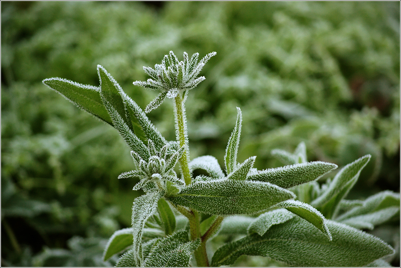 Изображение особи Rudbeckia hirta.