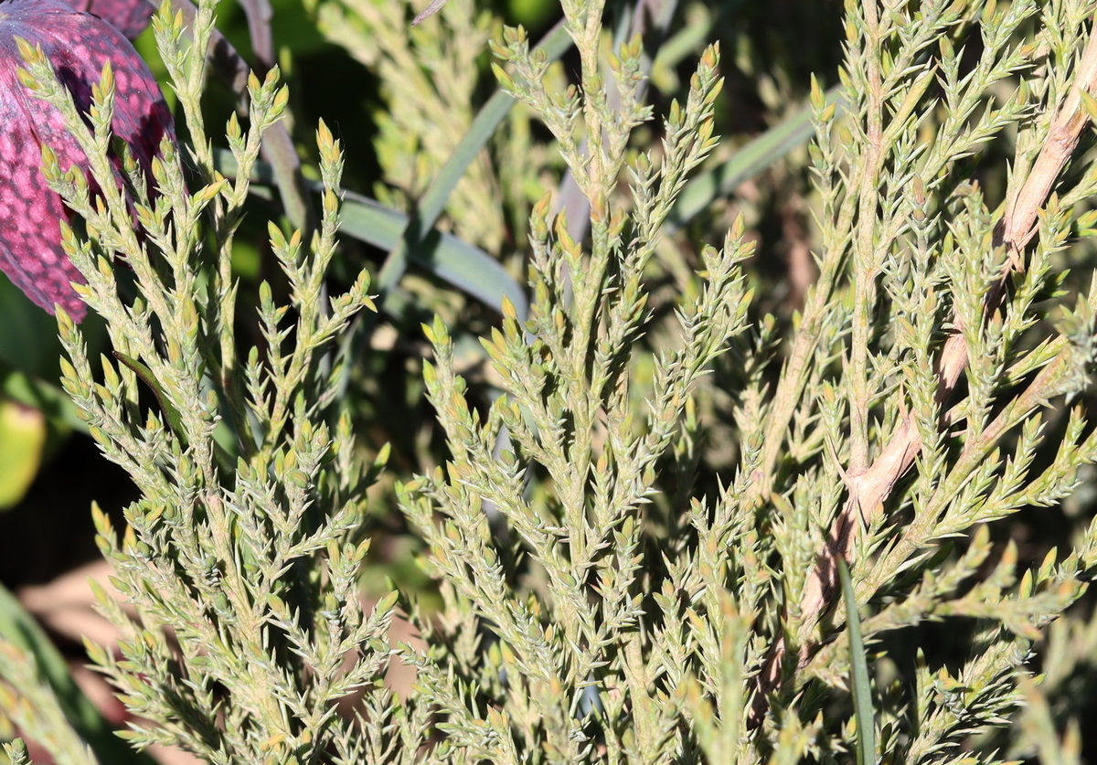 Изображение особи Juniperus scopulorum.