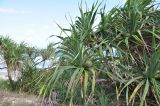 Pandanus tectorius. Плодоносящее растение. Вьетнам, пров. Кханьхоа, южные окр. г. Нячанг, пляж Бай Дай (Бай Зай), прибрежная дюна. 20.02.2026.