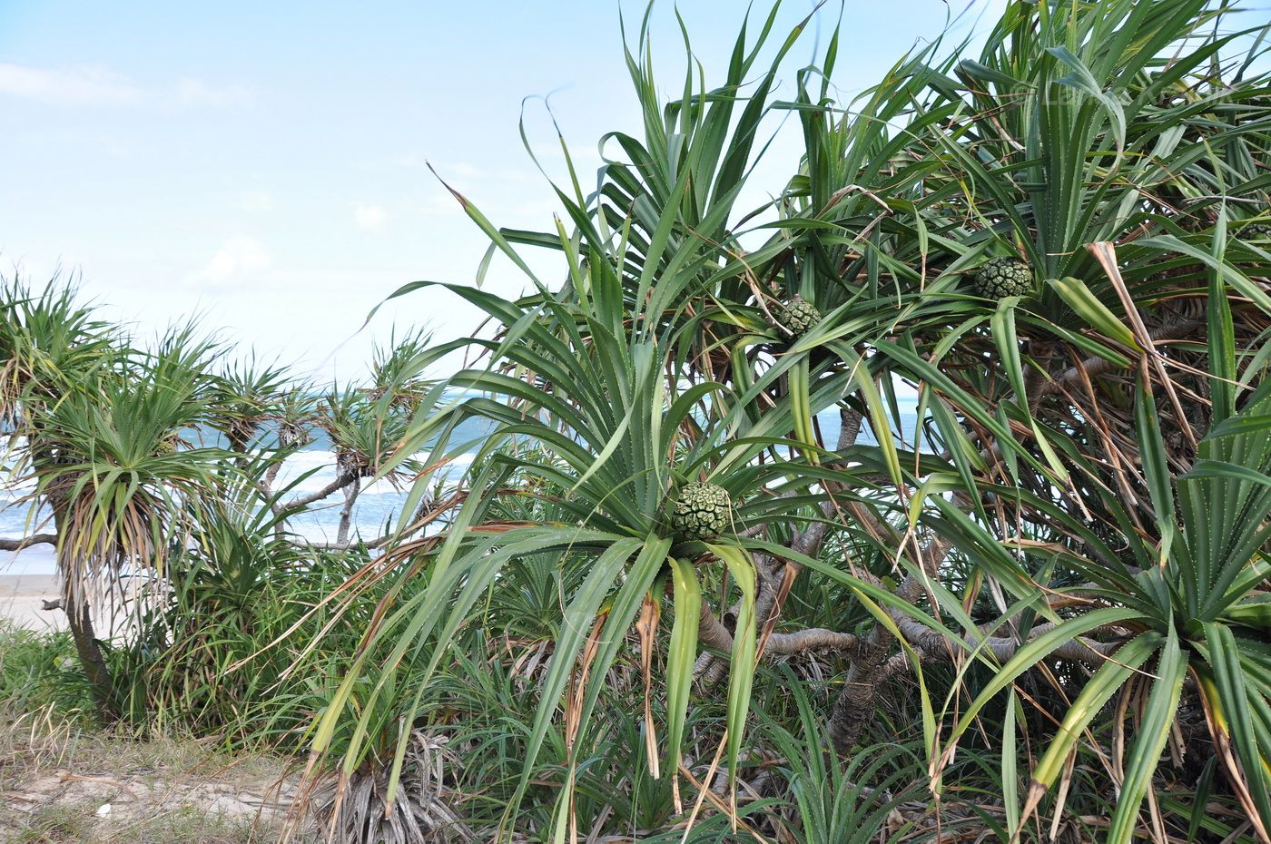 Image of Pandanus tectorius specimen.