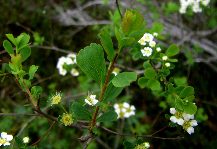 Изображение особи Spiraea hypericifolia ssp. obovata.