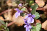 Glechoma hederacea. Часть побега с цветками. Ленинградская обл., Ломоносовский р-н, дер. Дубки, дачный участок, на ступени крыльца. 09.05.2026.
