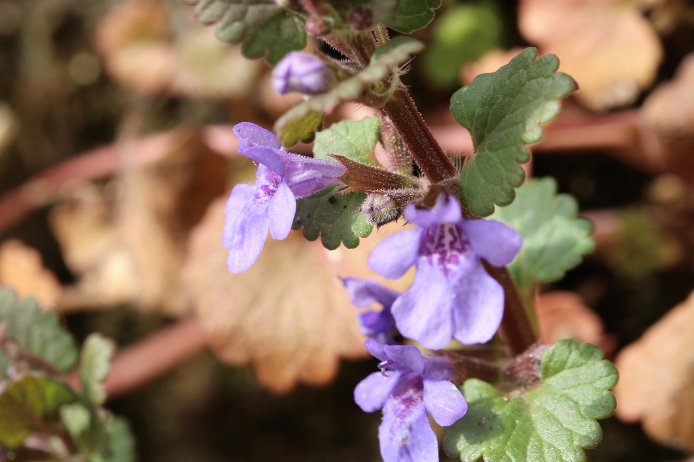 Image of Glechoma hederacea specimen.