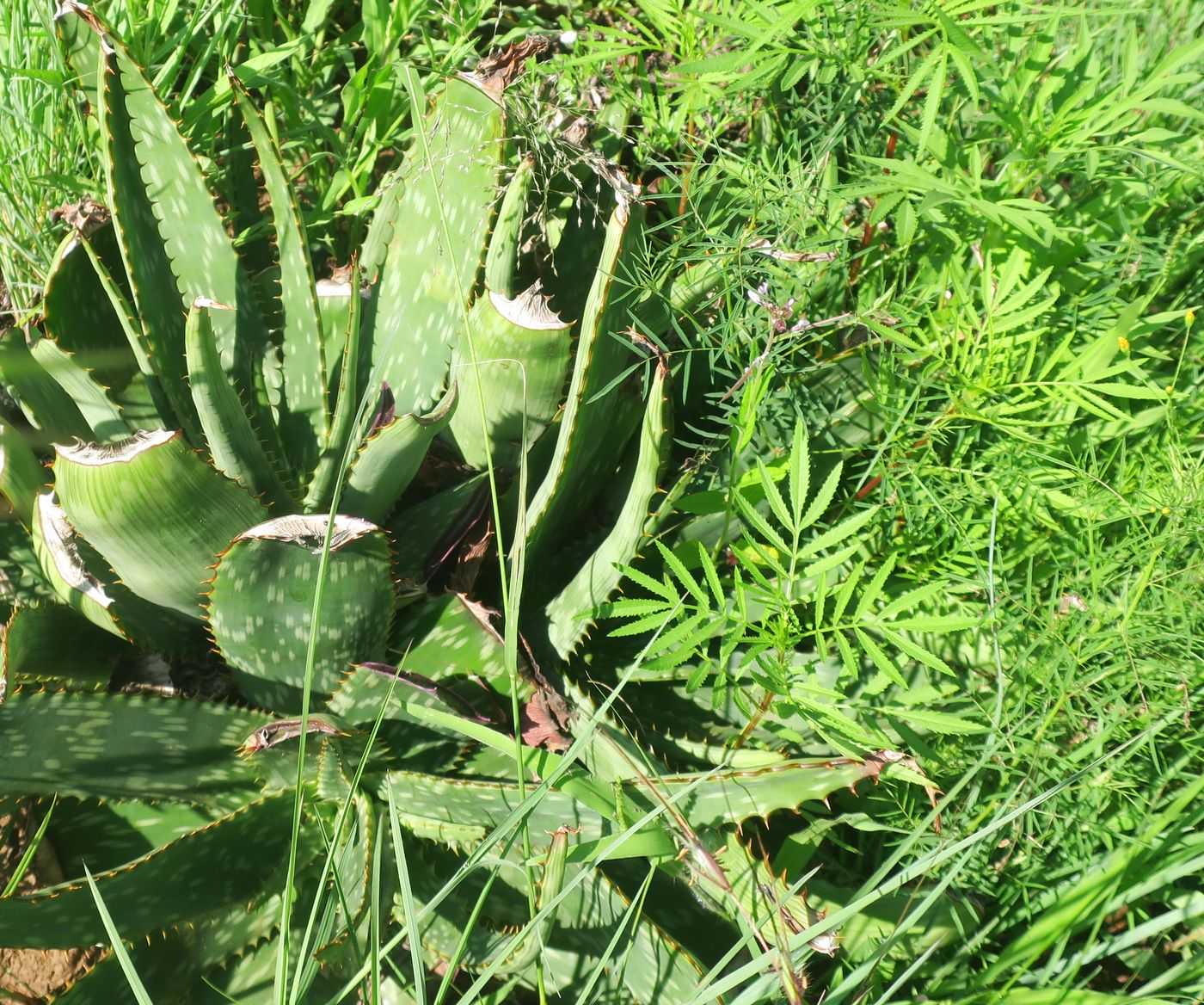 Изображение особи род Aloe.