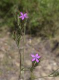 Dianthus armeria