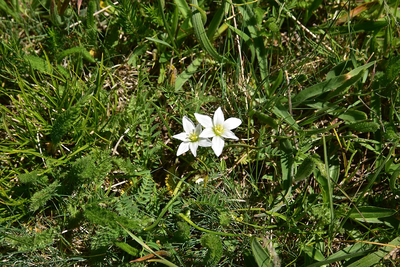 Image of Unknown species specimen.
