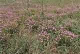 Centaurium pulchellum. Цветущие растения. Крым, Севастополь, Инкерман, пустырь. 07.07.2026.