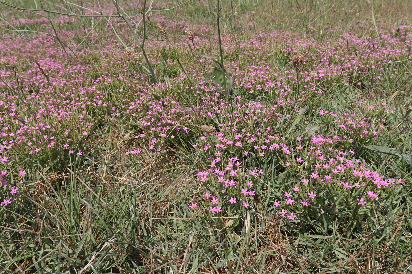 Image of Centaurium pulchellum specimen.