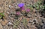 genus Cynara. Цветущее растение. Португалия, округ Бежа, окр. г. Карвальял, каменистый склон. 06.06.2026.