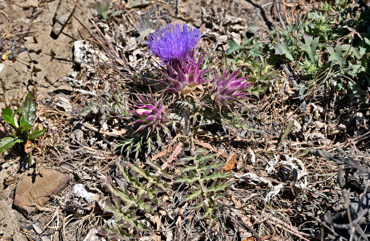 Image of Cynara humilis specimen.
