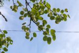 род Pyrus
