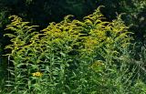 Solidago canadensis