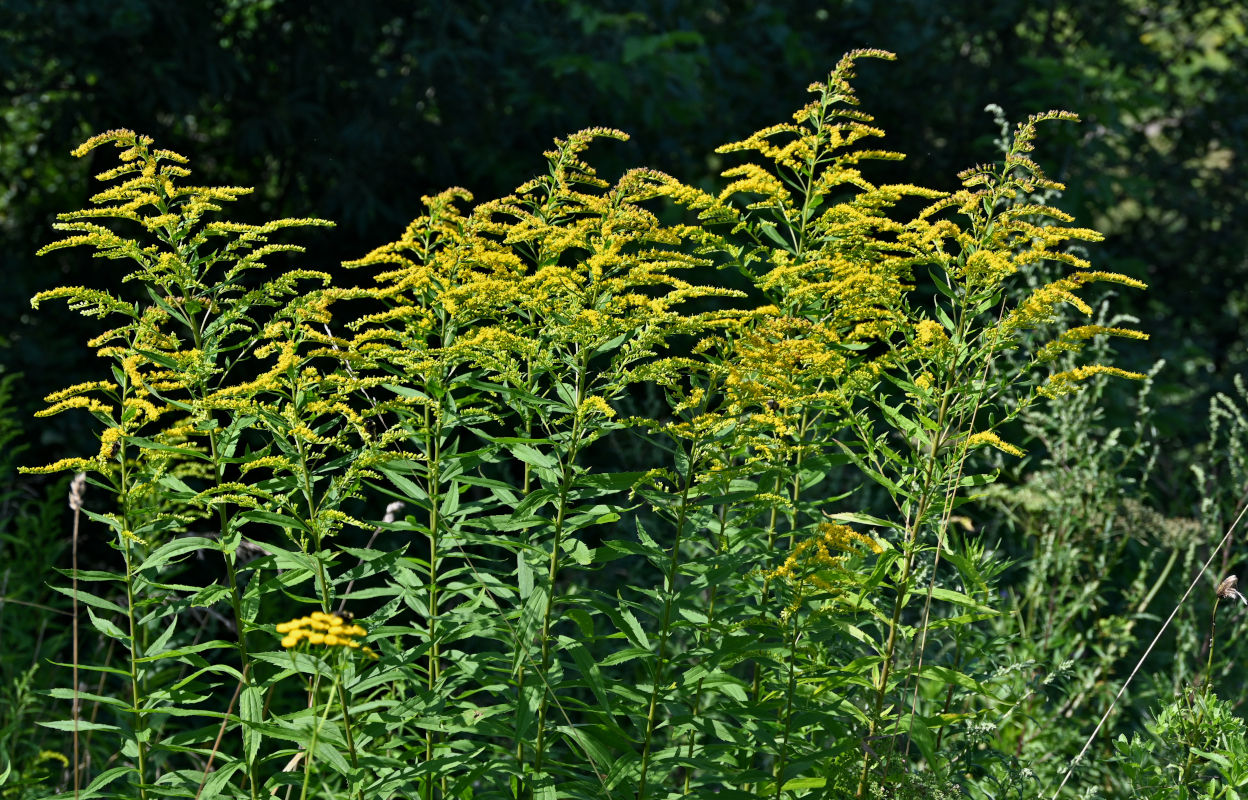 Image of Solidago canadensis specimen.