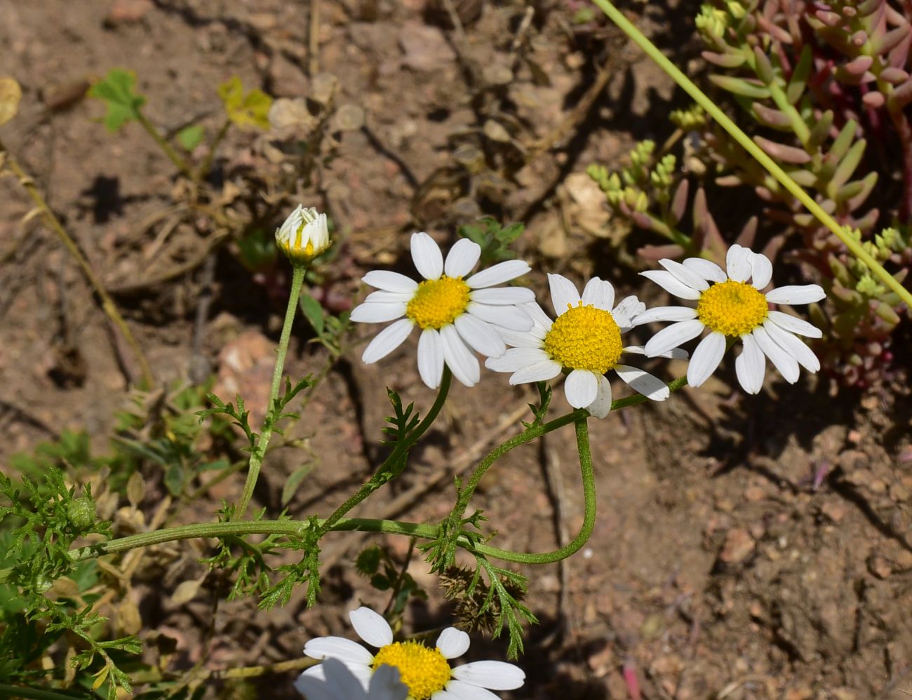 Image of familia Asteraceae specimen.