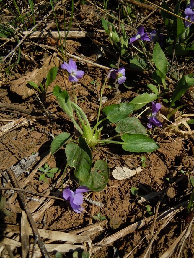 Image of Viola hirta specimen.