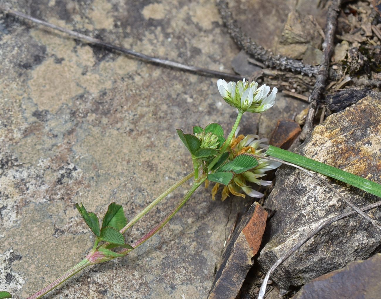 Изображение особи род Trifolium.