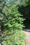 Aesculus hippocastanum. Молодое дерево. Узбекистан, Ташкентская обл., отроги Чаткальского хр., левый берег р. Галвасай, окр. кишлака Учтерак, зона отдыха \"Дустлик\", обочина дороги. 22.06.2026.